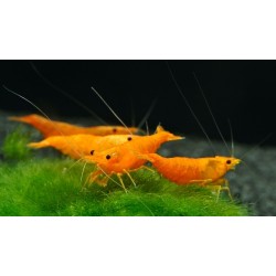 Creveți Orange Sakura (Neocaridina heteropoda var Sakura Orange)