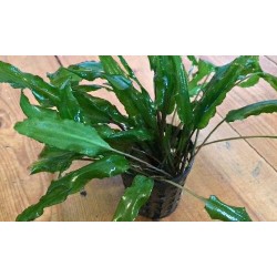 Криптокорина Бекетта (Cryptocoryne beckettii) Криптокорина Бекетта (Cryptocoryne beckettii)