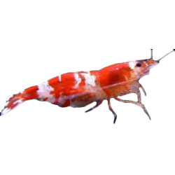 Креветка красный кристалл (Crystal Red Shrimp)  Креветка красный кристалл (Crystal Red Shrimp)