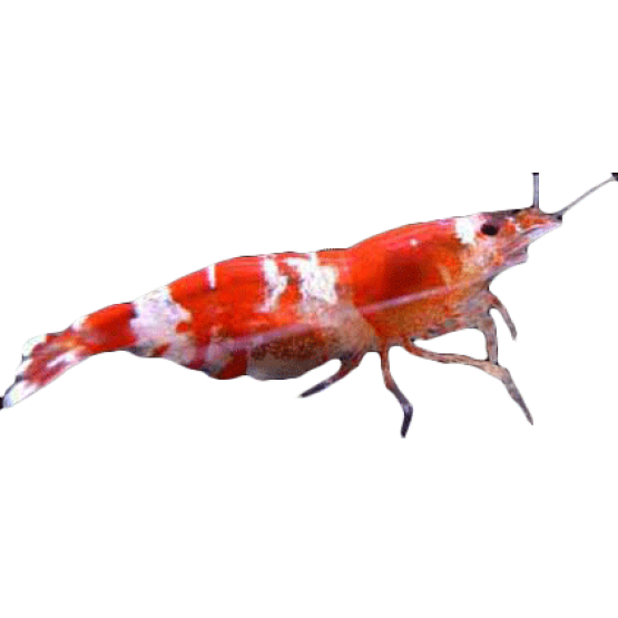 Creveți Crystal Rоșu (Crystal Red Shrimp) 