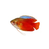Colisa lalia red (Red Dwarf Gourami)