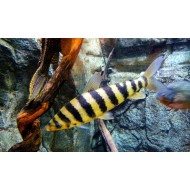 Полосатый лепорин (Leporinus fasciatus)