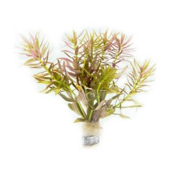 Лимнофила ароматика (Limnophila aromatica) Лимнофила ароматика (Limnophila aromatica)