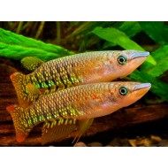 Щучка линеатус красный (Aplocheilus lineatus red)