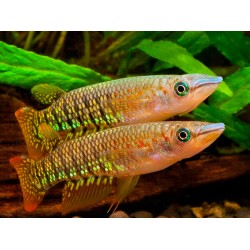 Щучка линеатус красный (Aplocheilus lineatus red) Щучка линеатус красный (Aplocheilus lineatus red)