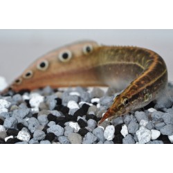 Макрогнатус глазчатый (Macrognathus aculeatus)  Макрогнатус глазчатый (Macrognathus aculeatus)