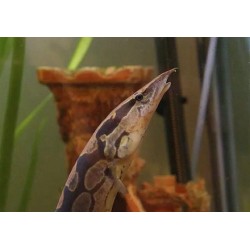 Мастацембел Арматус (Mastacembelus Armatus) Мастацембел Арматус (Mastacembelus Armatus)