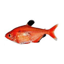 Минор (Hephessobrycon minor) Минор (Hephessobrycon minor)