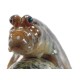 Periophthalmus (Mudskipper)