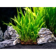 Папоротник таиландский узколистный (Microsorum pteropus 'narrow leaf')  Папоротник таиландский узколистный (Microsorum pteropus 'narrow leaf')