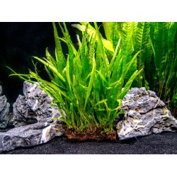 Папоротник таиландский узколистный (Microsorum pteropus 'narrow leaf')  Папоротник таиландский узколистный (Microsorum pteropus 'narrow leaf')