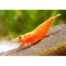 Креветка сакура оранж (Neocaridina heteropoda var Sakura Orange) Креветка сакура оранж (Neocaridina heteropoda var Sakura Orange)