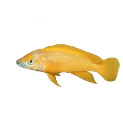 Лампрологус апельсиновый или Лимонная цихлида (Neolamprologus leleupi) Лампрологус апельсиновый или Лимонная цихлида (Neolamprologus leleupi)