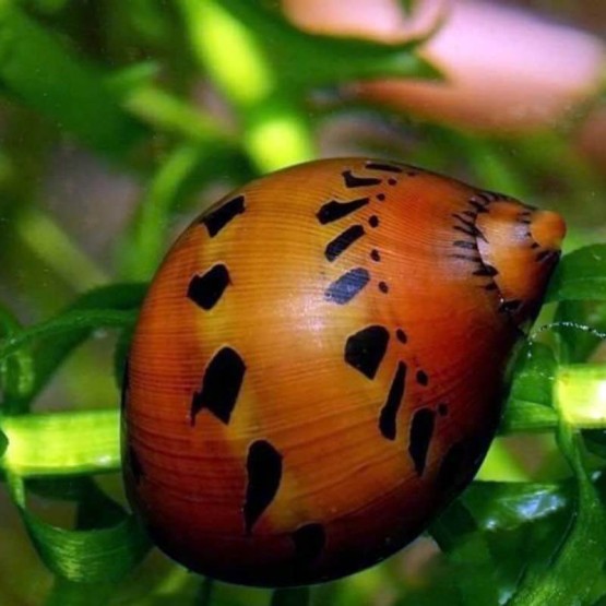 Неритина красная красноточечная (Neritina Red Spotted Snail)