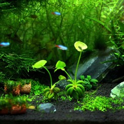 Водяной банан (Nymphoides aquatica)