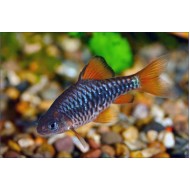 Barbus oligolepis (Oliotius oligolepis)