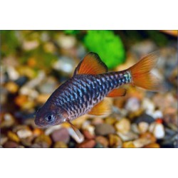 Barbus oligolepis (Oliotius oligolepis)