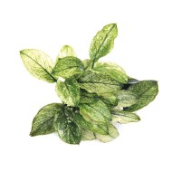 Анубиас Пинто (Anubias barteri var. nana ’Pinto’)