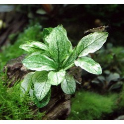 Анубиас Пинто (Anubias barteri var. nana ’Pinto’) Анубиас Пинто (Anubias barteri var. nana ’Pinto’)