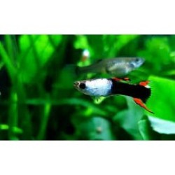 Гуппи Black Fire Endler (Poecilia wingei 'Black Fire') Гуппи Black Fire Endler (Poecilia wingei 'Black Fire')