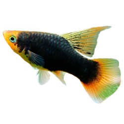 Пецилия флаговая или Парусная (SailFin Platy) Пецилия флаговая или Парусная (SailFin Platy)