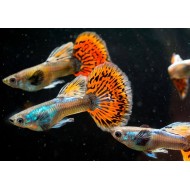Гуппи гвоздика (испанка) (Poecilia reticulata) Гуппи гвоздика (испанка) (Poecilia reticulata)