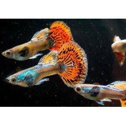 Гуппи гвоздика (испанка) (Poecilia reticulata) Гуппи гвоздика (испанка) (Poecilia reticulata)
