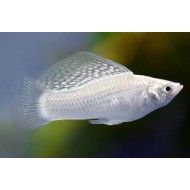 Моллинезия велифера ассорти (Poecilia sphenops)