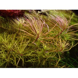 Погостемон Стеллатус (Pogostemon stellatus)  Погостемон Стеллатус (Pogostemon stellatus)