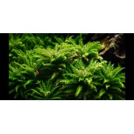 Погостемон Хелфера (Pogostemon Helferi)  Погостемон Хелфера (Pogostemon Helferi)