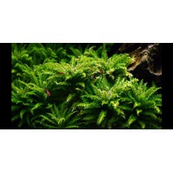 Погостемон Хелфера (Pogostemon Helferi)  Погостемон Хелфера (Pogostemon Helferi)