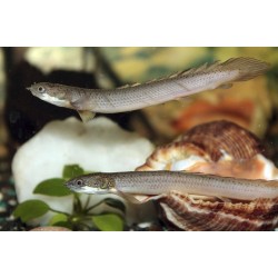 Полиптерус сенегальский (Polypterus senegalus) Полиптерус сенегальский (Polypterus senegalus)