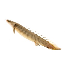 Полиптерус сенегальский (Polypterus senegalus) Полиптерус сенегальский (Polypterus senegalus)