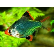 Барбус суматранский мутант (Puntius tetrazona var. Green)