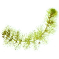 Пузырчатка (Utricularia vulgaris)