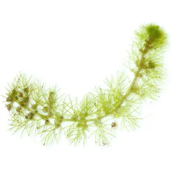 Пузырчатка (Utricularia vulgaris) Пузырчатка (Utricularia vulgaris)