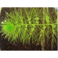 Пузырчатка (Utricularia vulgaris)