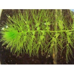 Пузырчатка (Utricularia vulgaris) Пузырчатка (Utricularia vulgaris)