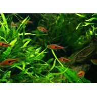 Rasbora Espei (Trigonostigma espei)