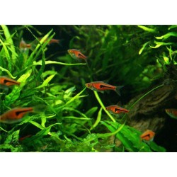 Rasbora Espei (Trigonostigma espei)