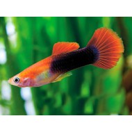 Гуппи красный смокинг (Poecilia reticulata Red Tuxedo) Гуппи красный смокинг (Poecilia reticulata Red Tuxedo)
