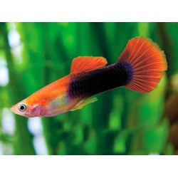 Гуппи красный смокинг (Poecilia reticulata Red Tuxedo) Гуппи красный смокинг (Poecilia reticulata Red Tuxedo)