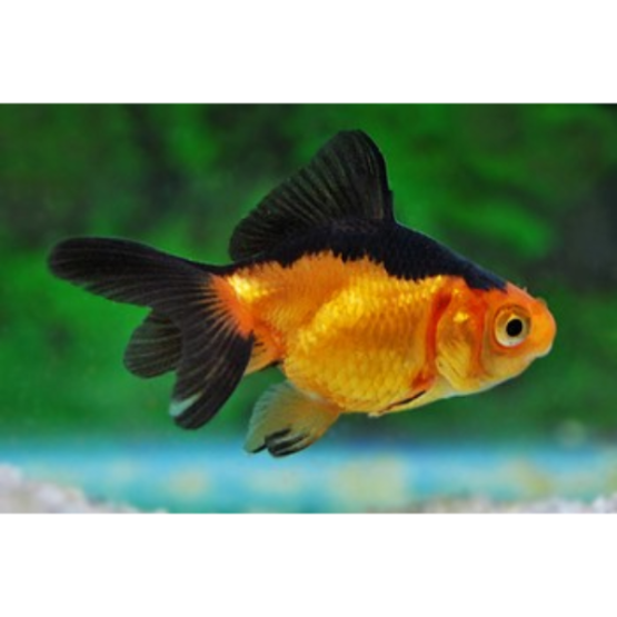 Carassius auratus Fantail Goldfish red-black