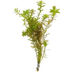Ротала круглолистная индийская (Rotala indica)  Ротала круглолистная индийская (Rotala indica)