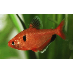 Серпас (Hyphessobrycon eques)  Серпас (Hyphessobrycon eques)