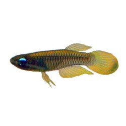 Аплохейлихтис Нормана, синеглазка (Aplocheilichthys normani) Аплохейлихтис Нормана, синеглазка (Aplocheilichthys normani)