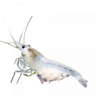 Креветка Снежинка/Snowball Shrimp (Neocaridina zhangjiajiensis) Креветка Снежинка/Snowball Shrimp (Neocaridina zhangjiajiensis)