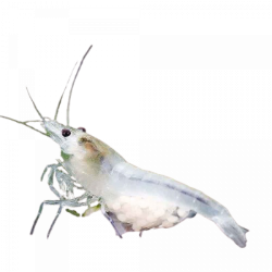 Креветка Снежинка/Snowball Shrimp (Neocaridina zhangjiajiensis) Креветка Снежинка/Snowball Shrimp (Neocaridina zhangjiajiensis)