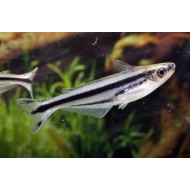 Сомик Стеклянный Полосатый (Etropiella debauwi)