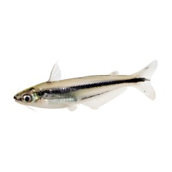 Сомик Стеклянный Полосатый (Etropiella debauwi) Сомик Стеклянный Полосатый (Etropiella debauwi)